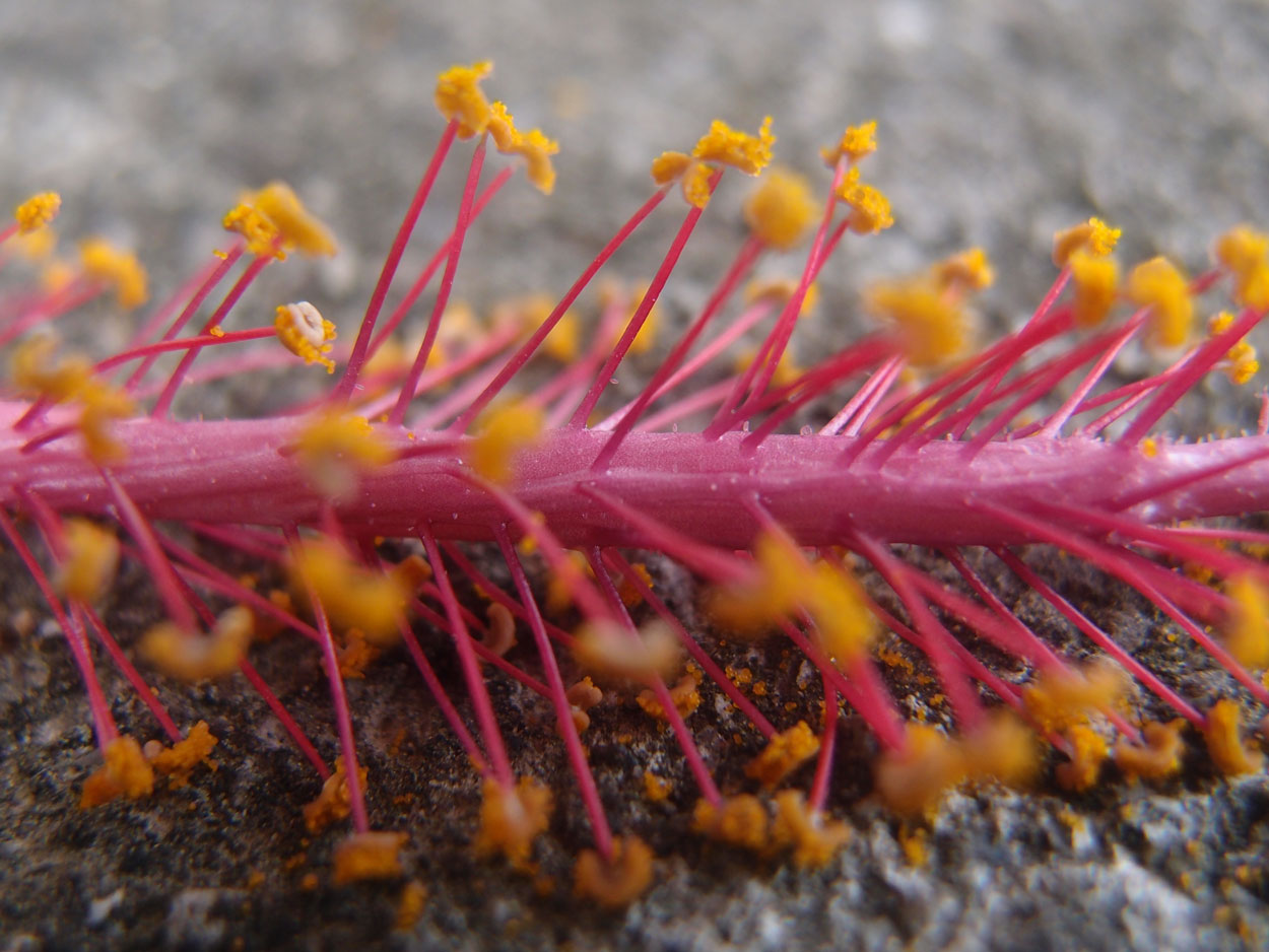 Willkommen Brasilien